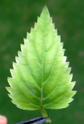  Leaf- Adaxial view